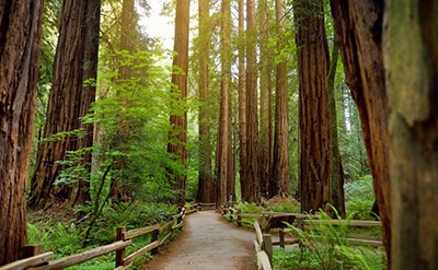 Muir Woods Guided Bus Tour